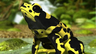      Poison Dart Frog.jpg